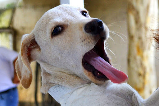 DABA promove feira de adoção de cães e gatos neste sábado em Navegantes