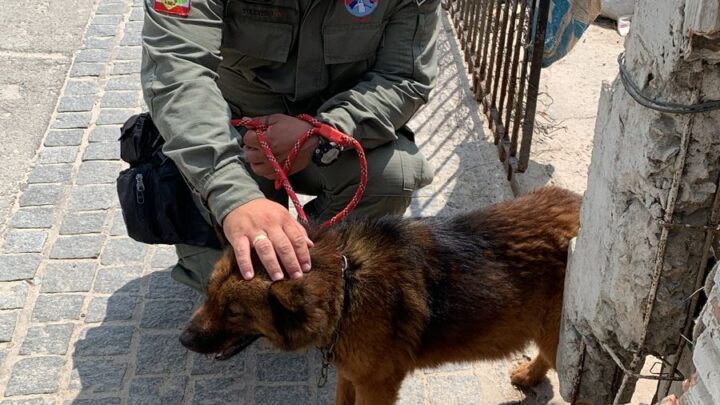 Cachorros são resgatados em Camboriú