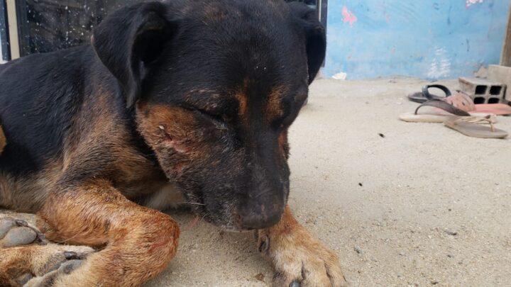 PM de Camboriú e GOR resgatam cãozinho machucado